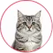 cat-menu