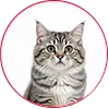 cat-menu