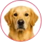 dog-menu