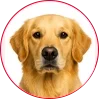 dog-menu
